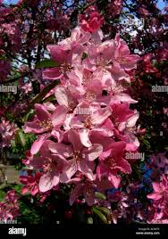 Attēlu rezultāti vaicājumam “Malus purpurea flower”