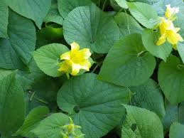 Attēlu rezultāti vaicājumam “Thladiantha dubia”