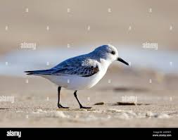 Attēlu rezultāti vaicājumam “Calidris alba”