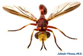 Attēlu rezultāti vaicājumam “Conopidae”