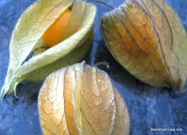 Attēlu rezultāti vaicājumam “Pyrola minor fruit”