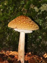 Attēlu rezultāti vaicājumam “Amanita rubescens”