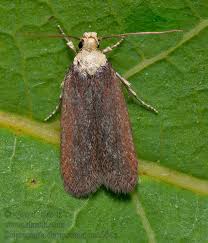 Attēlu rezultāti vaicājumam “Depressaria depressana”