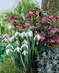 Attēlu rezultāti vaicājumam “Galanthus nivalis fruit”