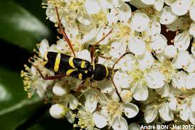 Attēlu rezultāti vaicājumam “Clytus arietis”