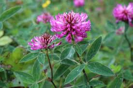 Attēlu rezultāti vaicājumam “Trifolium alpestre”