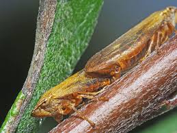 Attēlu rezultāti vaicājumam “Aphrophora salicina”