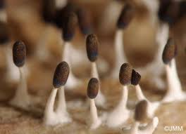 Attēlu rezultāti vaicājumam “Diachea leucopodia macro”