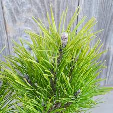 Attēlu rezultāti vaicājumam “Pinus mugo fruit”