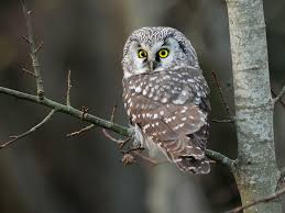 Image result for Aegolius funereus