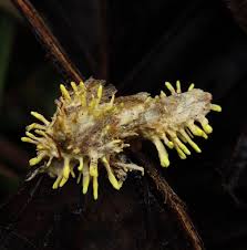 Attēlu rezultāti vaicājumam “Akanthomyces aculeatus”