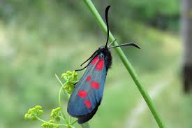 Attēlu rezultāti vaicājumam “Zygaena viciae”