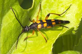 Attēlu rezultāti vaicājumam “Strangalia attenuata”