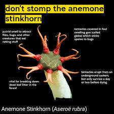 Attēlu rezultāti vaicājumam “Urocystis anemones spores”