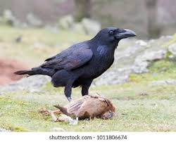 Attēlu rezultāti vaicājumam “Corvus corax adult”