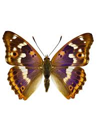 Attēlu rezultāti vaicājumam “Apatura ilia underside”