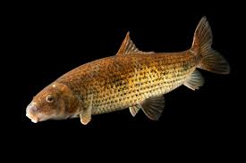 Image result for Minytrema melanops