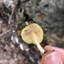 Attēlu rezultāti vaicājumam “Pluteus leoninus”