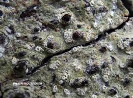 Attēlu rezultāti vaicājumam “Phlyctis agelaea”