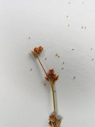 Attēlu rezultāti vaicājumam “Juncus alpinoarticulatus”