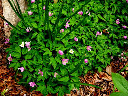 Attēlu rezultāti vaicājumam “Anemone nemorosa leaf”