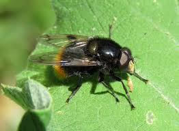 Attēlu rezultāti vaicājumam “Volucella bombylans”
