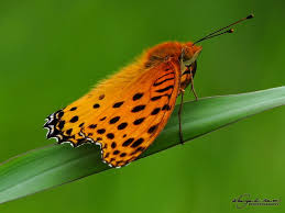 Attēlu rezultāti vaicājumam “Argynnis niobe underside”