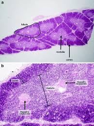 Image result for Thymus