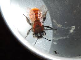 Attēlu rezultāti vaicājumam “Thecabius affinis nymph”