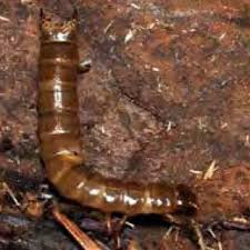 Attēlu rezultāti vaicājumam “Closterotomus biclavatus imago”