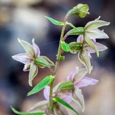 Attēlu rezultāti vaicājumam “Epipactis helleborine flower”
