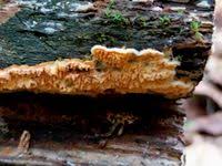 Attēlu rezultāti vaicājumam “Leucogyrophana mollusca”