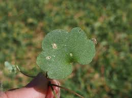 Attēlu rezultāti vaicājumam “Cymbalaria muralis leaf”
