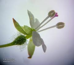 Attēlu rezultāti vaicājumam “Circaea lutetiana bud”