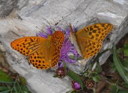Attēlu rezultāti vaicājumam “Argynnis paphia female”