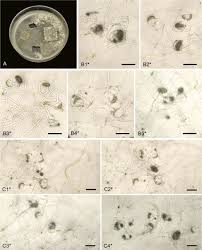 Attēlu rezultāti vaicājumam “Orbilia sp.”