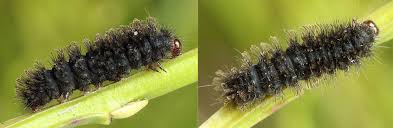 Attēlu rezultāti vaicājumam “Cybosia mesomella”