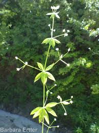 Attēlu rezultāti vaicājumam “Galium triflorum leaf”