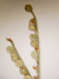 Attēlu rezultāti vaicājumam “Physarum bitectum sessile”