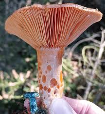 Attēlu rezultāti vaicājumam “Lactarius deliciosus”