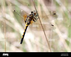 Attēlu rezultāti vaicājumam “Leucorrhinia rubicunda male”