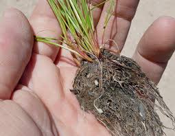 Attēlu rezultāti vaicājumam “Juncus bufonius”