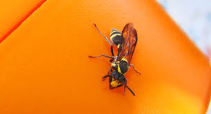 Attēlu rezultāti vaicājumam “Eumenidae”