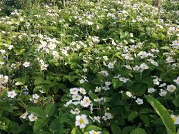 Attēlu rezultāti vaicājumam “Fragaria viridis flower”