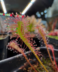 Attēlu rezultāti vaicājumam “Drosera anglica flower”