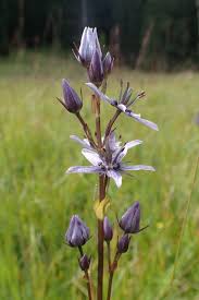 Attēlu rezultāti vaicājumam “Swertia perennis”