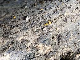 Attēlu rezultāti vaicājumam “Bactridium flavum”