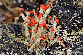 Attēlu rezultāti vaicājumam “Cladonia floerkeana”