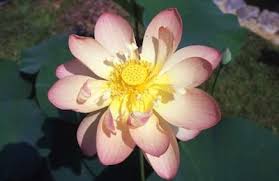 Attēlu rezultāti vaicājumam “Lotus sp. flower”