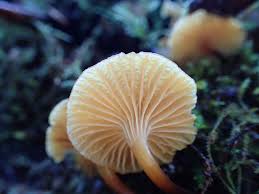 Attēlu rezultāti vaicājumam “Xeromphalina campanella”